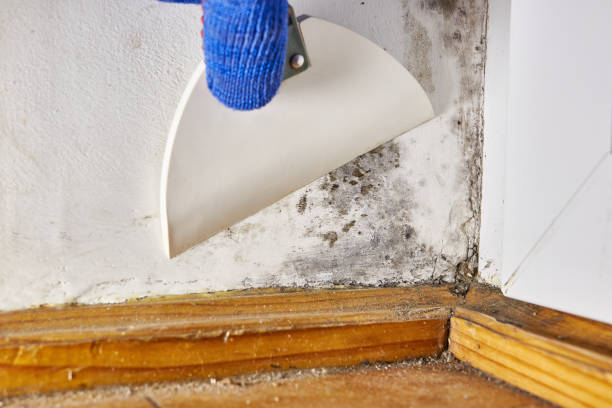 Mold Remediation for Vacation Homes in Cabin John, MD